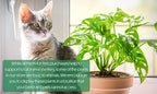 Real Philodendron Plant Variety Pack (Includes 4 Live Plants) in 4.25" Grower Pots, Easy to Grow Air Purifying Philodendrons, Seasonal Surprise Box, Easy & Popular Houseplants by Plants for Pets