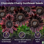 Chocolate Cherry Sunflower Seeds to Plant - Heirloom & Non-GMO - Package 50+ Sunflower Seeds for Planting in Your Home Garden