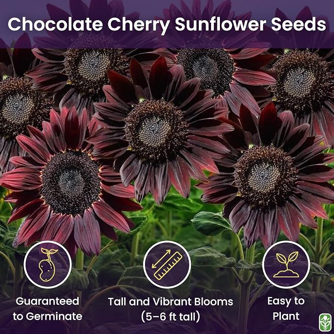 Chocolate Cherry Sunflower Seeds to Plant - Heirloom & Non-GMO - Package 50+ Sunflower Seeds for Planting in Your Home Garden