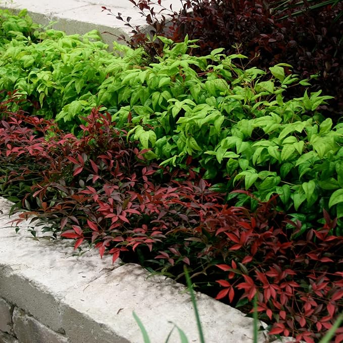 Flirt Nandina (1.5 Gallon) Low-Growing Multicolor Evergreen Shrub with Red New Growth - Part Shade Live Outdoor Plant - Southern Living Plants