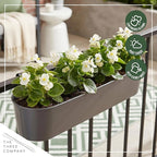Live Begonia - Green Leaf Ambassador White (4 Per Pack), Beautiful Shade Annual, Ships 8" Tall by 4" Wide in 1 Pt Pot