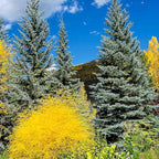 Brighter Blooms - Colorado Blue Spruce Tree, 1-2 ft. - No Shipping to AK, AZ, HI