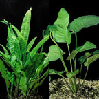 Java Fern and Anubias Aquarium Plant Bundle - Live Freshwater Plants for Aquascaping, Low Maintenance, Easy Beginner-Friendly Decor for Fish Tank