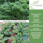 Dwarf Blue Curled Scotch Vates Kale Seeds (Brassica oleracea) – 750+ Non-GMO & Heirloom Seeds by Isla’s Garden Seeds, Classic Cool-Season Leafy Green for Gardens, Containers & Microgreens, Gift Idea