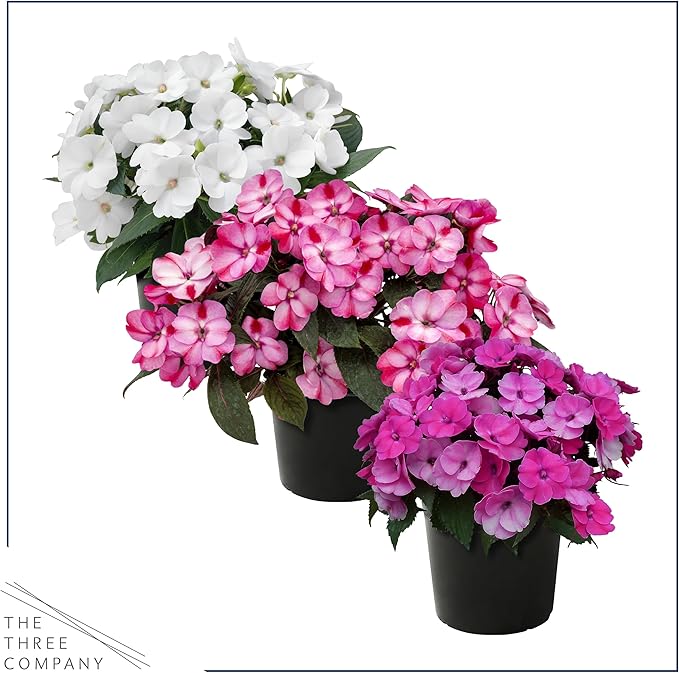 Live Flowering Sunpatiens - Grower's Choice Assorted Colors (3 Plants Per Pack), Beautiful Annual Summer Color, 10" Tall by 6" Wide in 1 Quart Pot