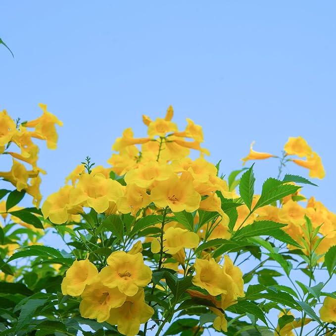 Perfect Plants Yellow Carolina Jessamine 1 Gallon | Live Shrub for Gardens | Fragrant Spring Blooms