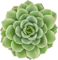 Altman Plants, Lime N Chile Echeveria Succulent Plants Live Succulents Plants Live with Pot, Live Indoor Plants Live Houseplants Live Indoor House Plants Indoors Live Plants Outdoor Plants Live Plant