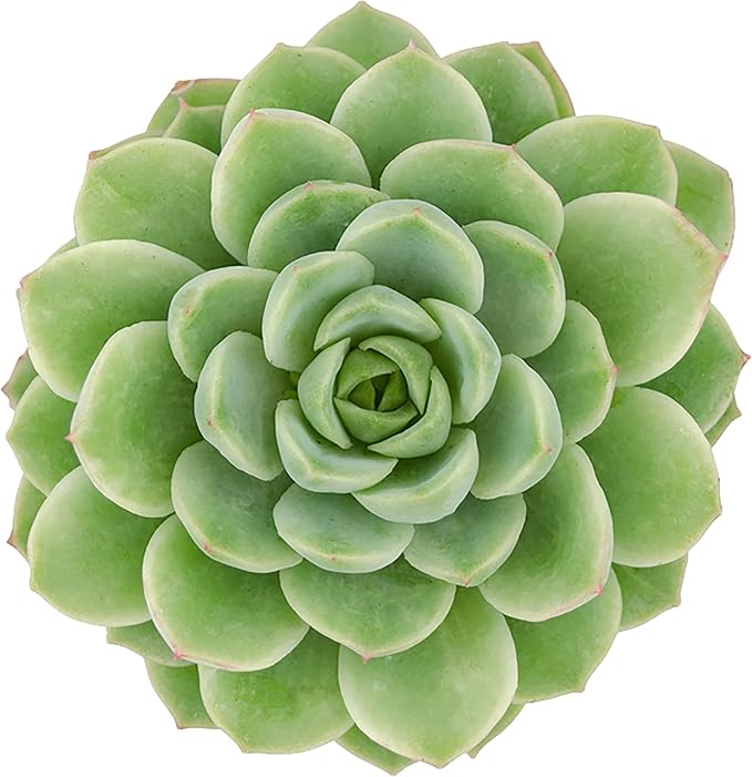 Altman Plants, Lime N Chile Echeveria Succulent Plants Live Succulents Plants Live with Pot, Live Indoor Plants Live Houseplants Live Indoor House Plants Indoors Live Plants Outdoor Plants Live Plant