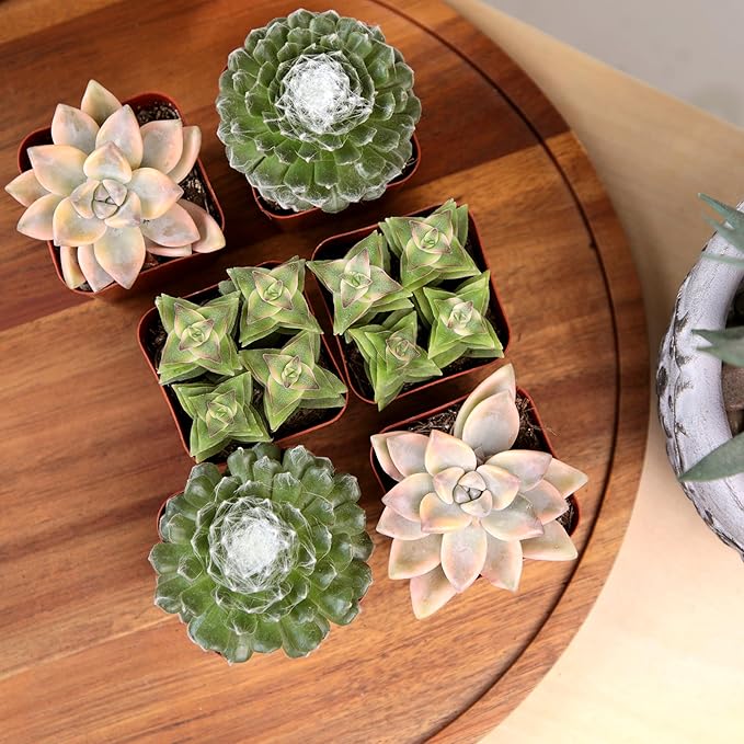 Colorful Deluxe Live Succulent Plants (6 Pack), Assorted Colors, No Duplicates, Varieties & Shapes, Easy Plant Care, 2 in Pots, Drought Tolerant, Live Houseplants, Real Houseplant Gifts, DIY