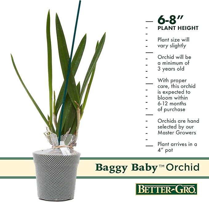 Better-Gro Easy-Growing Brassavola Hybrid, Procatavola Key Lime Stars, 4" Live Plant, Blooms in 6-12 Months with Proper Care, White and Green Star-Shaped Bloom, Fragrant, Selected by Master Growers