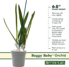 Better-Gro Easy-Growing Brassavola Hybrid, Procatavola Key Lime Stars, 4" Live Plant, Blooms in 6-12 Months with Proper Care, White and Green Star-Shaped Bloom, Fragrant, Selected by Master Growers