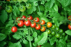TKE Farms & Gardens - Large Red Cherry Tomato Seeds, 100+ Non-GMO Heirloom Tomato Seeds for Planting, Grow Sweet, Juicy Tomatoes at Home, Detailed Instructions Included, Solanum lycopersicum, Qty 1