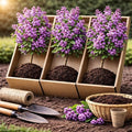 3 Purple Lilac Plants for Growing - Common Lilac, Fragrant and Beautiful Flowers - Syringa vulgaris (3 Seedlings)