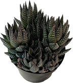FATPLANTS Succulent Plant(s) Fully Rooted in 4 inch Planter Pots with Soil - Real Succulent Live Potted Succulents/Unique Indoor Cactus Decor (1, Haworthia reinwardtii f. zebrina)