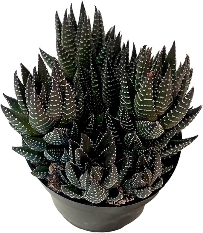 FATPLANTS Succulent Plant(s) Fully Rooted in 4 inch Planter Pots with Soil - Real Succulent Live Potted Succulents/Unique Indoor Cactus Decor (1, Haworthia reinwardtii f. zebrina)