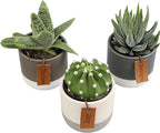 LoLite Cactus & Live Succulent Plants Set (3 Pack), Low Light Houseplants, Easy Plant Gift, Approx. 4-6 in. Tall, Mixed Haworthia, Gasteria & Cacti Varieties, Stylish 2-Tone Ceramic Pots Included
