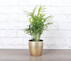 Thorsen's Greenhouse Parlor Palm Plant, Live Indoor Plant, Neanthe Bella Palm, Natural Air Purifier, Easy to Grow, Pet Safe Plant, 4-inch Diameter Pot (Gold)