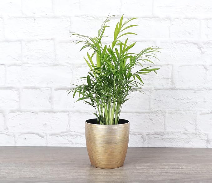 Thorsen's Greenhouse Parlor Palm Plant, Live Indoor Plant, Neanthe Bella Palm, Natural Air Purifier, Easy to Grow, Pet Safe Plant, 4-inch Diameter Pot (Gold)