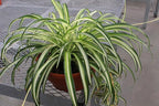 Variegated Spider Plant, Live Indoor Houseplant, 2-Inch Grow Pot, Set of 3, Air Purifying, Low Light