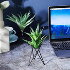 Jetec 6 Pcs Air Plant Holder Airplants Live Holders Airplants Rack Black Metal Desk Plant Rack for Home Office Study Balcony Garden Patio Wedding Decoration Gift