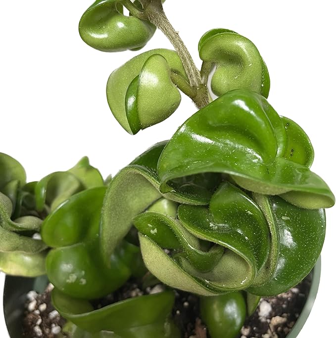 Hoya Compacta aka Hoya Hindu Rope Available in 2" Pot Live Hoya Plant | Air-Purifying Plant