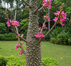 Silk Floss Tree Live Ceiba Speciosa Orchid Like Pink Bloom Flowering 3-4 Feet 1 Gallon Pot
