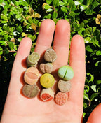Limited Pack of 10 Various Live Exotic Lithops Plant Miniature Rare Living Stone Seedling Guarantee Colorful and Beautiful