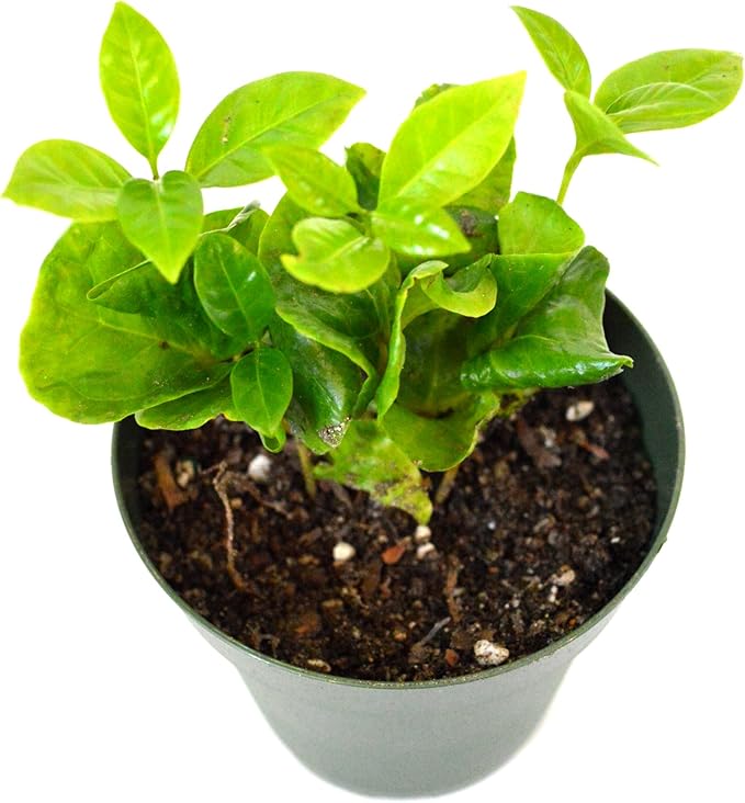 9GreenBox - Arabica Coffee Plant - 4" Pot