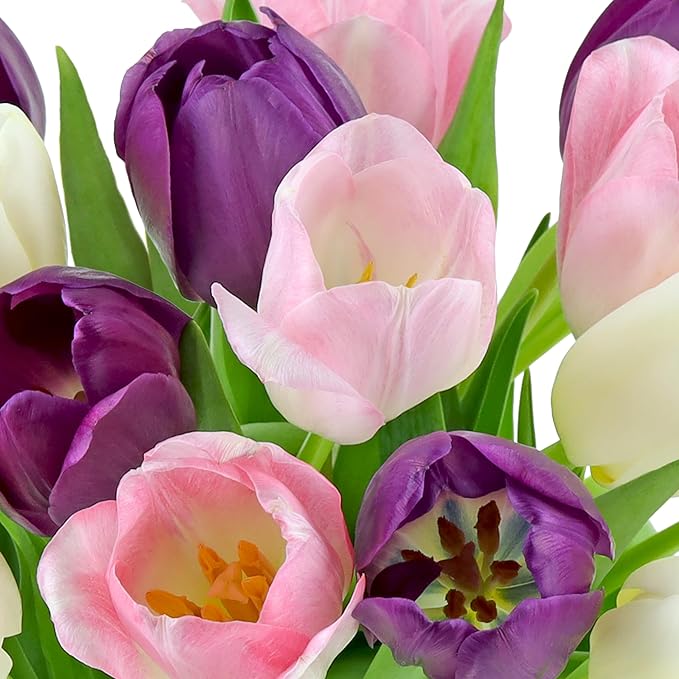 Benchmark Bouquets - White, Pink, Purple Tulips - Fresh Flowers for Delivery - Mothers Day Gifts for Wife - Mothers Day Flowers for Mom - Teacher Appreciation Gifts - Glass Vase Included (20 Stems)