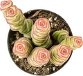 Altman Plants 3.5" Crassula Baby Necklace, Succulent Plants Live Succulents Plants Live Indoor Plants Live Houseplants Live Indoor House Plants Indoors Live Plants Outdoor Plants Live Succulent Plants