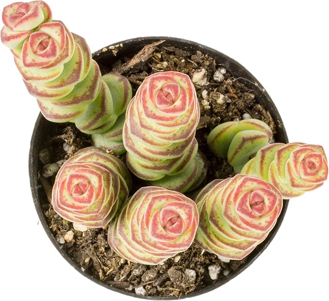 Altman Plants 3.5" Crassula Baby Necklace, Succulent Plants Live Succulents Plants Live Indoor Plants Live Houseplants Live Indoor House Plants Indoors Live Plants Outdoor Plants Live Succulent Plants