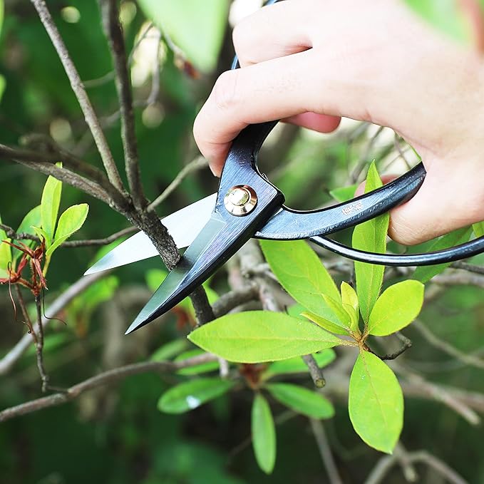 KAKURI Bonsai Scissors Made in Japan 7", Japanese Carbon Steel Blade, Okubo Shears for Bonsai and Garden Use