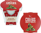 BUZZY Seeds Coleus Indoor Plant Grow Kit, White Metal Garden Pail with Planting Seeds and Growing Medium, Starter Set for Houseplants, Indoor Gardening Gift, Housewarming Present