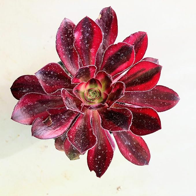 Blissful Aeonium Emerald Ice Succulent – Variegated Green & White Rosettes, Drought Tolerant, Easy Care Indoor/Outdoor Plant, Colorful Home & Garden Décor (Chanel, 4" Pot)