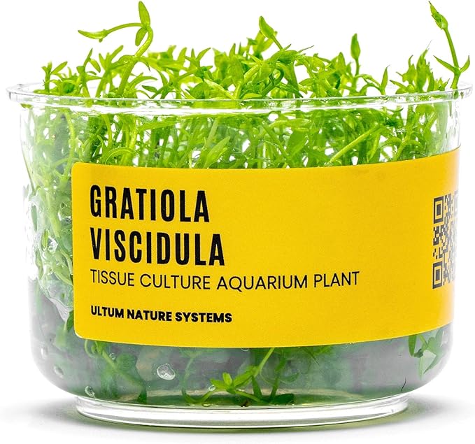 Ultum Nature Systems Live Tissue Culture - Gratiola viscidula - Moderate - Medium Light - Light Green Accent - Foreground to Midground - 100% Snail Free Grown in-Vitro - Regular Cup