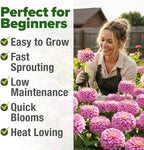 HOME GROWN Pink Zinnia Seeds – 4500 Luminosa Zinnias, Easy to Grow Annual Flower Seeds for Planting Outdoors for 2026, Fast Blooming, Heat Tolerant Herb Seed Garden Companion (Zinnia elegans)