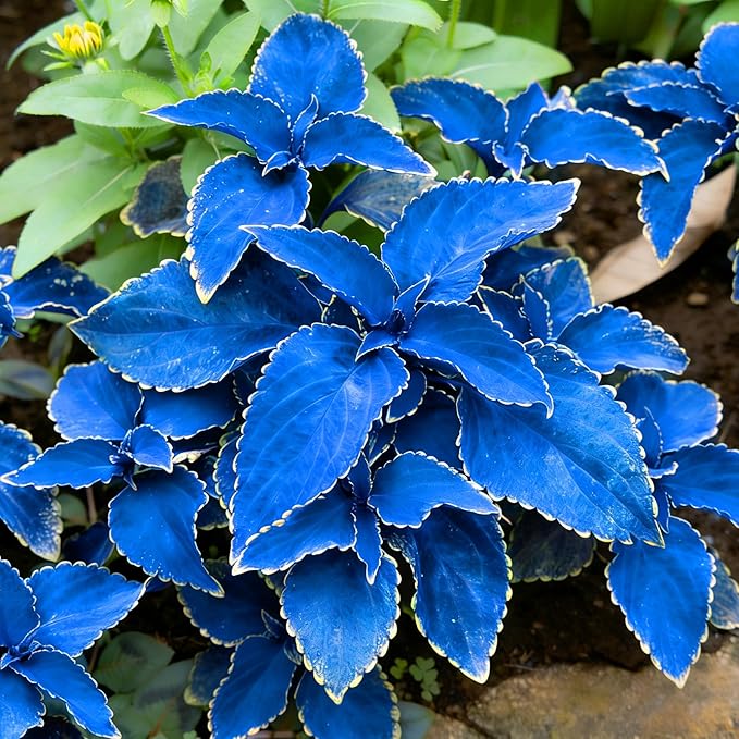 Mix Dwarf Coleus Seeds for Planting, 100pcs Perennial Colorful Coleus Flower Seeds Non-GMO Heirloom Rare Plants, Beauty Home Garden for Outdoors