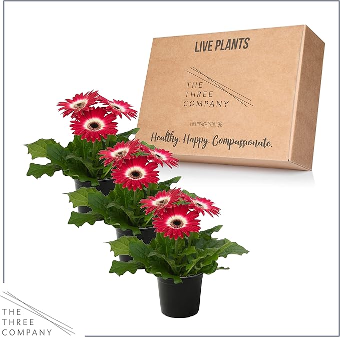 Live Flowering Gerbera Daisies - Rose and White Bicolor (3 Plants Per Pack) - Beautiful Spring Flowers - 12" Tall by 5" Wide in 1 Qt Pot