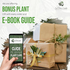 LEAL PLANTS ECUADOR Anthurium Forgetii Silver,Live Indoor, Rare Plant, and Low Maintenance Houseplant Perfect for Home Decor, Unique Gift for Plant Lover