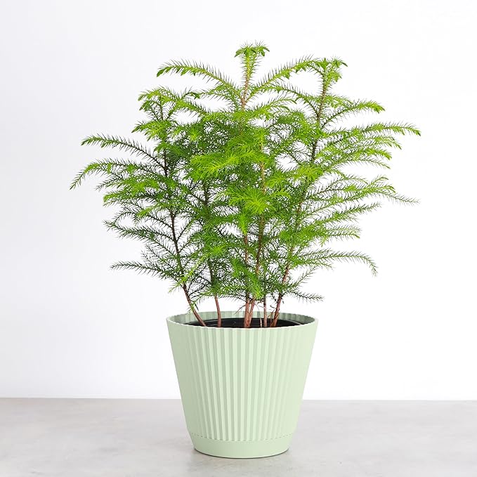 Thorsen's Greenhouse Live Norfolk Island Pine Plant, Christmas Greenery Gift or Decor, Air Purifying Premium Indoor Houseplant, Mature 4" Diameter Pot (Sage, 6-inch Pot)