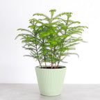 Thorsen's Greenhouse Live Norfolk Island Pine Plant, Christmas Greenery Gift or Decor, Air Purifying Premium Indoor Houseplant, Mature 4" Diameter Pot (Sage, 6-inch Pot)