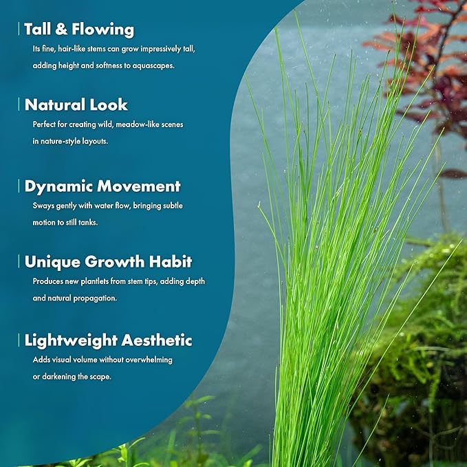 SubstrateSource Live Aquarium Stem Plants - Freshwater Aquatic Plant for Fish Tanks, Aquascaping - (Eleocharis Vivipara, 1 Bunch)