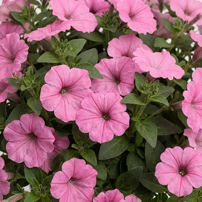 Proven Winners® Petunia Plant - Supertunia Vista Bubblegum - 2 Pack - Annual Flower for Spring & Summer Blooms - 6" Tall x 6" Wide, 1.56 Pt Pot