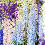 Clovers Garden Delphinium Magic Fountains (Larkspur) Plants – Two (2) Live Plants – Non-GMO - Not Seeds - Each 4" to 8" Tall – in 4" Inch Pots – Large Flower Spikes