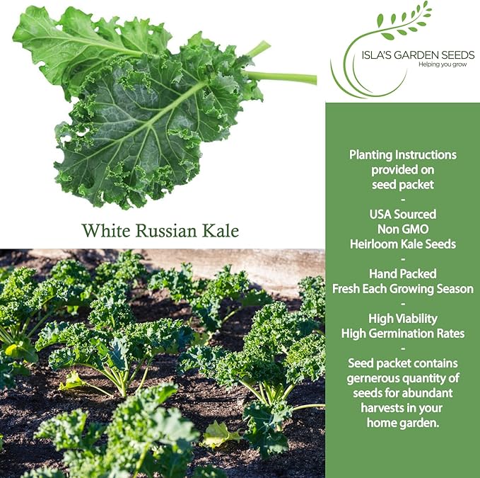 White Russian Kale Seeds (Brassica Napus) – 1000+ Heirloom Non GMO Seeds by Isla’s Garden Seeds, Tender Mild Leaves, Cold Hardy Cool-Season Green, Easy Home Garden Variety, Small & Fun Gift Idea