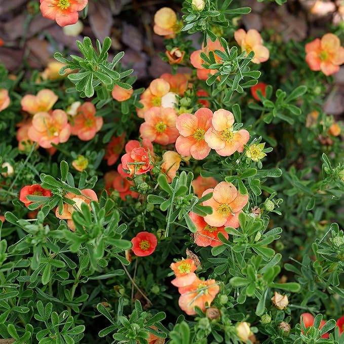 Proven Winners Happy Face Orange Potentilla (Dasiphora fruticosa) Live Plant, 4.5" Qt, 4 Pack