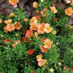 Proven Winners Happy Face Orange Potentilla (Dasiphora fruticosa) Live Plant, 4.5" Qt