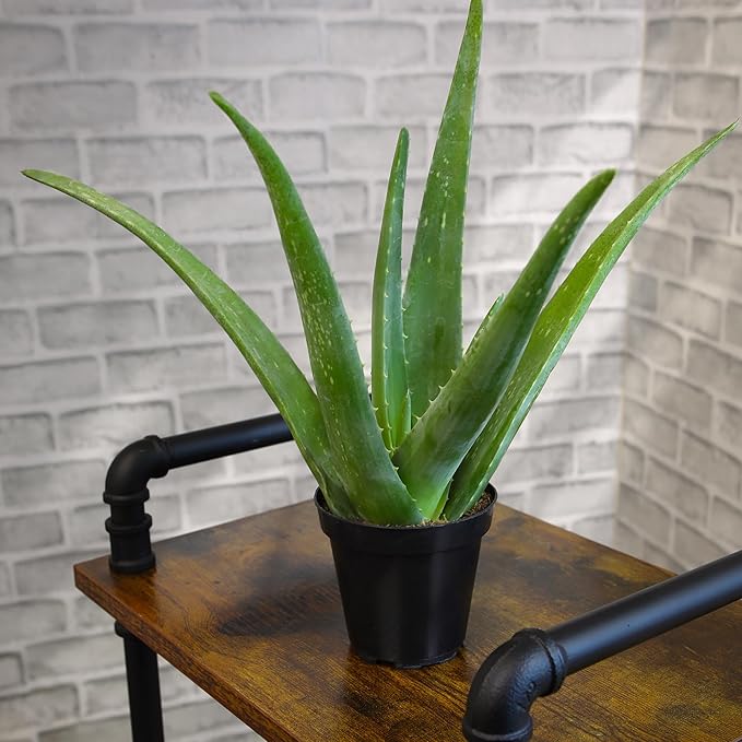 Aloe Vera Plant Live Succulent Plants (3 Pack), Live Aloe Vera Plant Succulents, Live Aloe Plant in Aloe Plant Pot, Aloe Plants Live Indoor Plants, Succulents Live House Plants by Plants for Pets