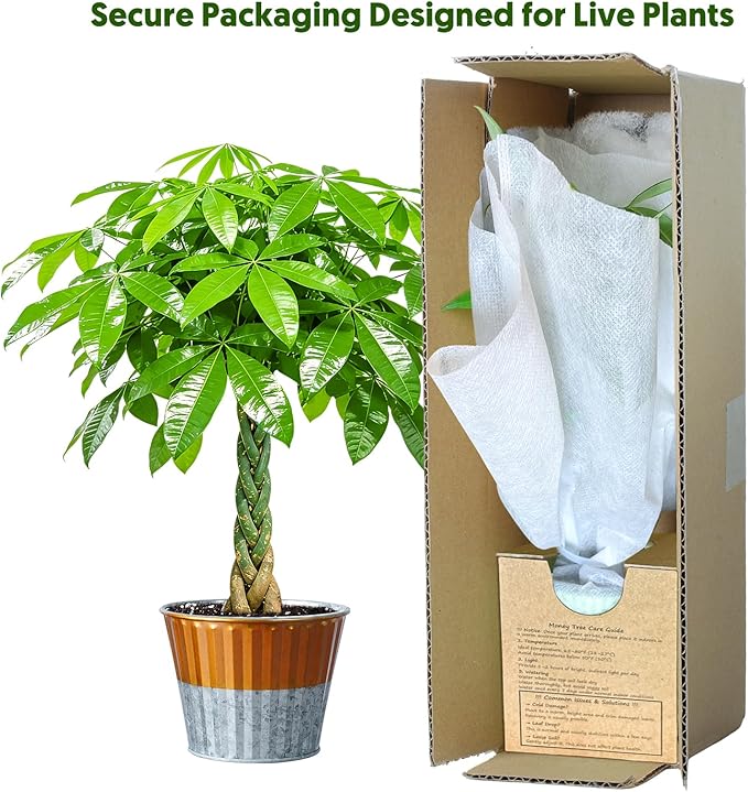 Live Plants Money Tree in 4" Gold-Gray Pot, Easy to Grow Houseplant, Indoor Bonsai, Home Office Decor, Birthday Housewarming Gift