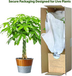 Live Plants Money Tree in 4" Gold-Gray Pot, Easy to Grow Houseplant, Indoor Bonsai, Home Office Decor, Birthday Housewarming Gift